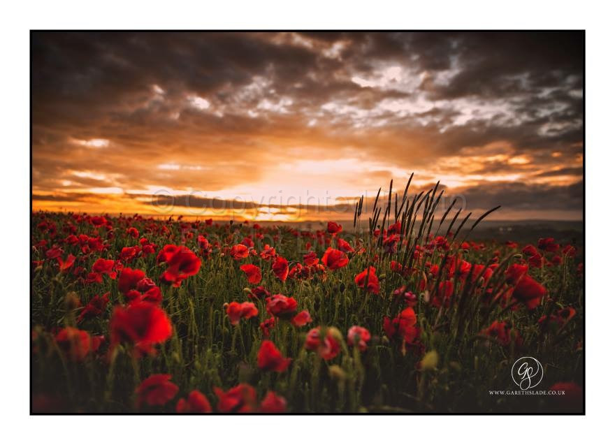 Poppy Field, East Sussex