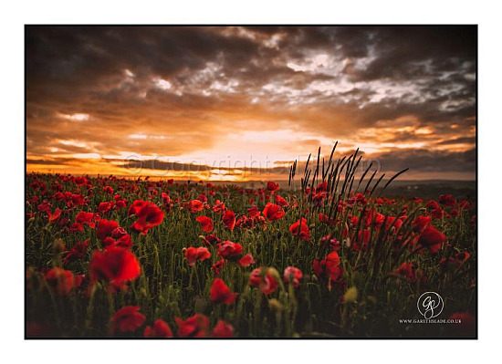 Poppy Field, East Sussex